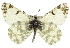  (Euchloe hyantis - BIOUG06805-F02)  @15 [ ] CreativeCommons - Attribution (2012) CBG Photography Group Centre for Biodiversity Genomics