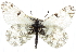  (Euchloe lotta - BIOUG06805-F05)  @15 [ ] CreativeCommons - Attribution (2012) CBG Photography Group Centre for Biodiversity Genomics