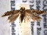  ( - BIOUG06806-H11)  @14 [ ] CreativeCommons - Attribution (2013) CBG Photography Group Centre for Biodiversity Genomics