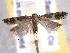  ( - BIOUG06807-A01)  @13 [ ] CreativeCommons - Attribution (2013) CBG Photography Group Centre for Biodiversity Genomics