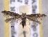  (Mompha JFL01 - BIOUG06807-D06)  @14 [ ] CreativeCommons - Attribution (2013) CBG Photography Group Centre for Biodiversity Genomics