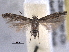  ( - BIOUG06807-F02)  @14 [ ] CreativeCommons - Attribution (2013) CBG Photography Group Centre for Biodiversity Genomics
