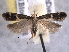  ( - BIOUG06807-G05)  @14 [ ] CreativeCommons - Attribution (2013) CBG Photography Group Centre for Biodiversity Genomics