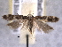  ( - BIOUG06807-H09)  @13 [ ] CreativeCommons - Attribution (2013) CBG Photography Group Centre for Biodiversity Genomics