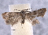  ( - BIOUG06941-F01)  @12 [ ] CreativeCommons - Attribution (2013) CBG Photography Group Centre for Biodiversity Genomics