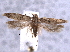  ( - BIOUG06942-A10)  @14 [ ] CreativeCommons - Attribution (2013) CBG Photography Group Centre for Biodiversity Genomics