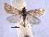  ( - BIOUG06943-F12)  @13 [ ] CreativeCommons - Attribution (2013) CBG Photography Group Centre for Biodiversity Genomics