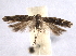  ( - BIOUG06948-F03)  @14 [ ] CreativeCommons - Attribution (2013) CBG Photography Group Centre for Biodiversity Genomics