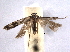  ( - BIOUG06948-F05)  @12 [ ] CreativeCommons - Attribution (2013) CBG Photography Group Centre for Biodiversity Genomics
