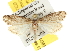  ( - BIOUG06948-G03)  @14 [ ] CreativeCommons - Attribution (2013) CBG Photography Group Centre for Biodiversity Genomics