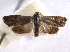  ( - BIOUG06949-A12)  @14 [ ] CreativeCommons - Attribution (2013) CBG Photography Group Centre for Biodiversity Genomics