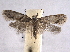  ( - BIOUG06949-D06)  @13 [ ] CreativeCommons - Attribution (2013) CBG Photography Group Centre for Biodiversity Genomics