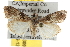  ( - BIOUG06949-G09)  @14 [ ] CreativeCommons - Attribution (2013) CBG Photography Group Centre for Biodiversity Genomics