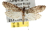  ( - BIOUG06949-H03)  @14 [ ] CreativeCommons - Attribution (2013) CBG Photography Group Centre for Biodiversity Genomics