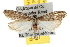  ( - BIOUG06950-B08)  @14 [ ] CreativeCommons - Attribution (2013) CBG Photography Group Centre for Biodiversity Genomics