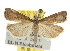  ( - BIOUG06950-E02)  @14 [ ] CreativeCommons - Attribution (2013) CBG Photography Group Centre for Biodiversity Genomics