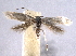  ( - BIOUG06951-E08)  @13 [ ] CreativeCommons - Attribution (2013) CBG Photography Group Centre for Biodiversity Genomics