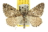  ( - BIOUG06952-A07)  @14 [ ] CreativeCommons - Attribution (2013) CBG Photography Group Centre for Biodiversity Genomics