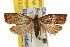  ( - BIOUG06952-C01)  @13 [ ] CreativeCommons - Attribution (2013) CBG Photography Group Centre for Biodiversity Genomics