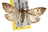  ( - BIOUG06952-C02)  @14 [ ] CreativeCommons - Attribution (2013) CBG Photography Group Centre for Biodiversity Genomics