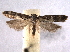  ( - BIOUG07104-B05)  @14 [ ] CreativeCommons - Attribution (2013) CBG Photography Group Centre for Biodiversity Genomics