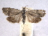  ( - BIOUG07104-D09)  @14 [ ] CreativeCommons - Attribution (2013) CBG Photography Group Centre for Biodiversity Genomics