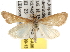  (Arenochroa - BIOUG07105-A06)  @15 [ ] CreativeCommons - Attribution (2013) CBG Photography Group Centre for Biodiversity Genomics