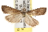  ( - BIOUG07105-B01)  @14 [ ] CreativeCommons - Attribution (2013) CBG Photography Group Centre for Biodiversity Genomics