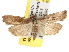  ( - BIOUG07105-C06)  @14 [ ] CreativeCommons - Attribution (2013) CBG Photography Group Centre for Biodiversity Genomics