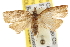  ( - BIOUG07105-F12)  @14 [ ] CreativeCommons - Attribution (2013) CBG Photography Group Centre for Biodiversity Genomics