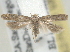  (Keiferia lycopersicella - BIOUG08068-B02)  @14 [ ] CreativeCommons - Attribution (2013) CBG Photography Group Centre for Biodiversity Genomics