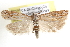 ( - BIOUG11929-D11)  @14 [ ] CreativeCommons - Attribution (2014) CBG Photography Group Centre for Biodiversity Genomics