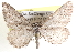  ( - BIOUG11929-F12)  @15 [ ] CreativeCommons - Attribution (2014) CBG Photography Group Centre for Biodiversity Genomics