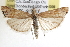  ( - BIOUG11929-G08)  @14 [ ] CreativeCommons - Attribution (2014) CBG Photography Group Centre for Biodiversity Genomics