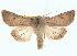  ( - BIOUG11930-D11)  @14 [ ] CreativeCommons - Attribution (2014) CBG Photography Group Centre for Biodiversity Genomics