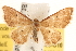  (Idaea eremiata - BIOUG11930-G10)  @15 [ ] CreativeCommons - Attribution (2014) CBG Photography Group Centre for Biodiversity Genomics