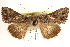 ( - BIOUG11931-A04)  @13 [ ] CreativeCommons - Attribution (2014) CBG Photography Group Centre for Biodiversity Genomics