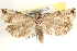  ( - BIOUG11931-C06)  @14 [ ] CreativeCommons - Attribution (2014) CBG Photography Group Centre for Biodiversity Genomics