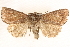  ( - BIOUG11931-D02)  @14 [ ] CreativeCommons - Attribution (2014) CBG Photography Group Centre for Biodiversity Genomics