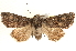  ( - BIOUG11931-D08)  @14 [ ] CreativeCommons - Attribution (2014) CBG Photography Group Centre for Biodiversity Genomics