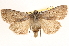  (Euxoa bicollaris - BIOUG11931-D11)  @15 [ ] CreativeCommons - Attribution (2014) CBG Photography Group Centre for Biodiversity Genomics