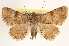  ( - BIOUG11931-E04)  @15 [ ] CreativeCommons - Attribution (2014) CBG Photography Group Centre for Biodiversity Genomics