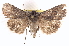  ( - BIOUG11931-E06)  @14 [ ] CreativeCommons - Attribution (2014) CBG Photography Group Centre for Biodiversity Genomics
