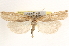  ( - BIOUG11931-E10)  @12 [ ] CreativeCommons - Attribution (2014) CBG Photography Group Centre for Biodiversity Genomics