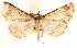  (Idia occidentalis - BIOUG11931-F10)  @14 [ ] CreativeCommons - Attribution (2014) CBG Photography Group Centre for Biodiversity Genomics