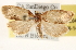  (Henricus umbrabasanus - BIOUG11932-C04)  @14 [ ] CreativeCommons - Attribution (2014) CBG Photography Group Centre for Biodiversity Genomics