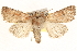  ( - BIOUG11933-C09)  @14 [ ] CreativeCommons - Attribution (2014) CBG Photography Group Centre for Biodiversity Genomics