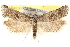  (Eugnosta busckana - BIOUG11933-E01)  @14 [ ] CreativeCommons - Attribution (2014) CBG Photography Group Centre for Biodiversity Genomics