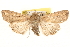  ( - BIOUG11933-E12)  @14 [ ] CreativeCommons - Attribution (2014) CBG Photography Group Centre for Biodiversity Genomics
