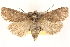  ( - BIOUG11933-F04)  @14 [ ] CreativeCommons - Attribution (2014) CBG Photography Group Centre for Biodiversity Genomics